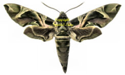 Sphingidae