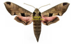 America / Europe - Sphingidae