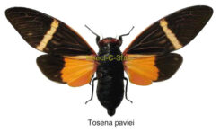 Tosena paviei ( spread )