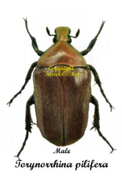 Torynorrhina pilifera ( red ) 5pcs