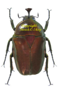 Trigonophorus rothschildi varians ( red ) 5-pcs