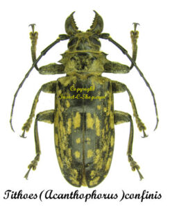 Tithoes ( Acanthophorus ) confinis