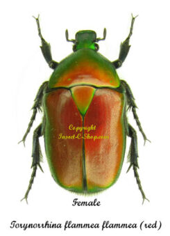 Torynorrhina flammea flammea ( red )