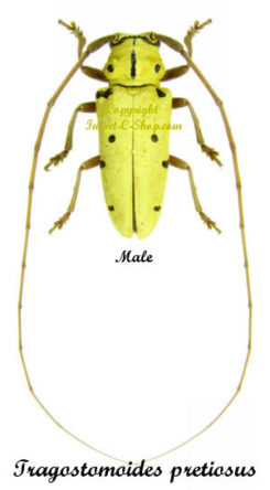( rare ) Tragostomoides pretiosus