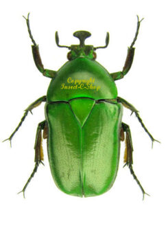 Trigonophorus rothschildi varians ( green ) 5-pcs