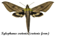 Xylophanes crotonis crotonis