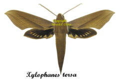 Xylophanes tersa