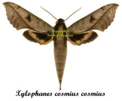 Xylophanes cosmius cosmius