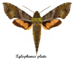 Xylophanes pluto