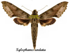Xylophanes undata