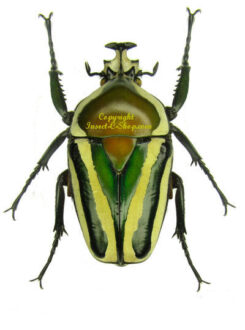 Dicronorrhina / Neptunides