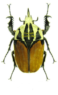 Mecynorhina