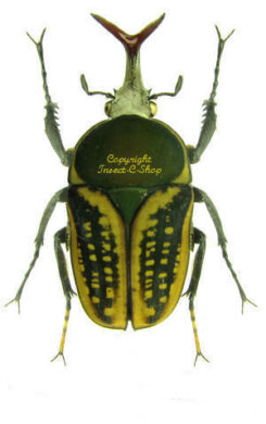 Megalorrhina