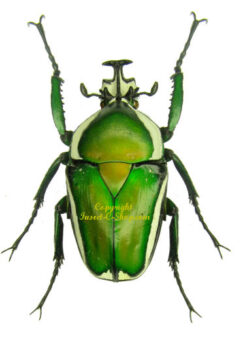 Dicronorrhina derbyana ( layardi interruted form )