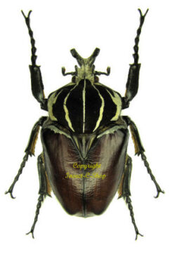 Goliathus goliatus sp. goliatus