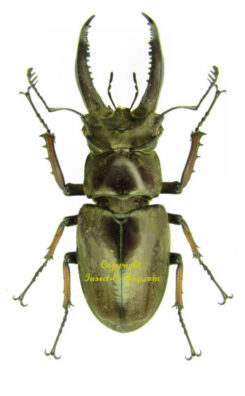 Lucanus