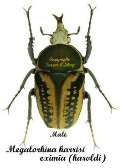 Megalorhina harrisi eximia ( haroldi form )