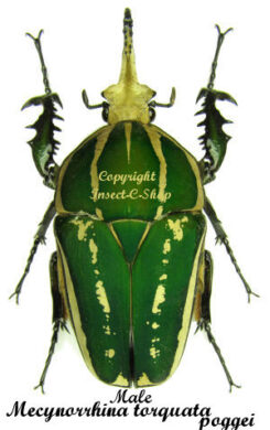 Mecynorhina torquata poggei