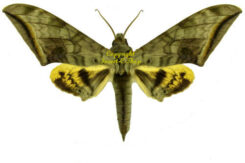 Asia / Oceania - Sphingidae