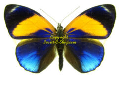 Asterope markii davisii
