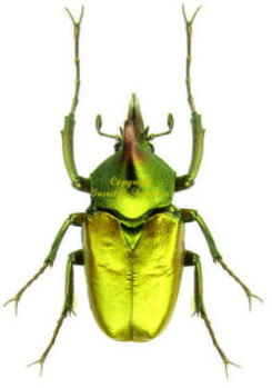 Cetonidae