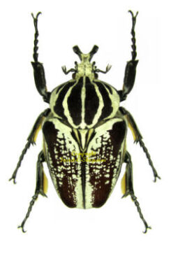Africa - Cetonidae