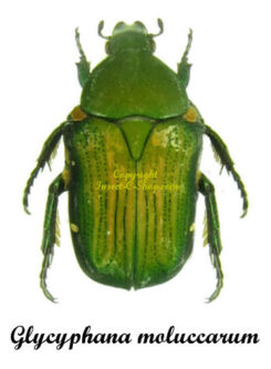 Glycyphana moluccarum
