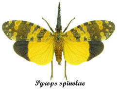 Pyrops spinolae ( spread )