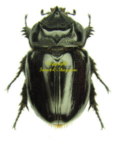 Strategus