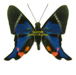 Riodinidae