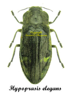Hypoprasis elegans