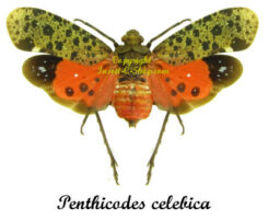 Penthicodes celebica ( spread )