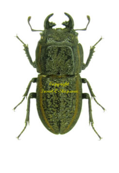 Pycnosiphorus