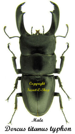 Dorcus titanus typhon