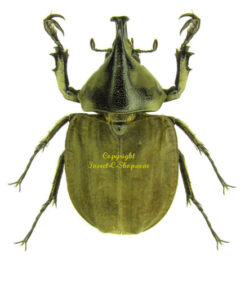 Spodistes monzoni