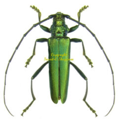 Europe - Cerambycidae