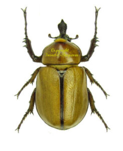 Golofa