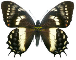 Papilio ( Pyrrhosticta ) cacicus inca FEMELLE RARE