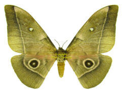 Gonimbrasia ( Nudaurelia ) melanops