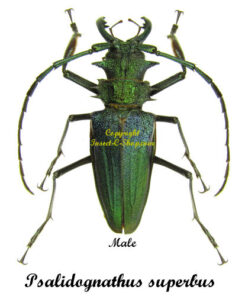 Psalidognathus superbus