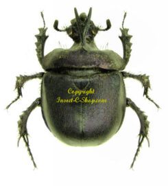 Geotrupidae