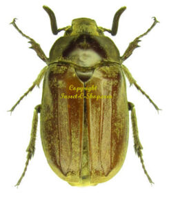 Melolonthidae