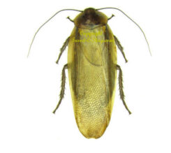 Blattidae