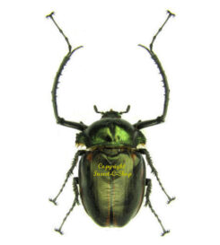 Euchiridae