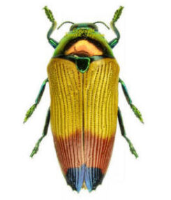 Buprestidae