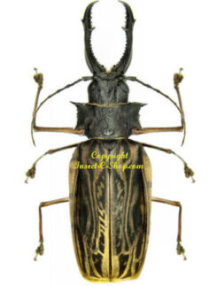 Cerambycidae