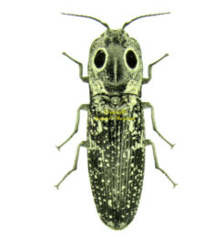 Elateridae