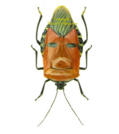 Hemiptera