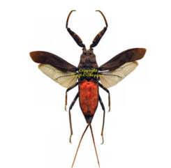 Heteroptera