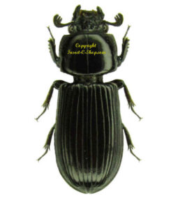 Passalidae